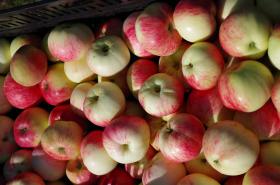 Müschens Rosenapfel