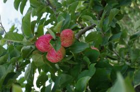 Müschens Rosenapfel , Landesforschungsanstalt