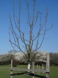 Müschens Rosenapfel