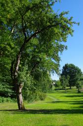 Müschens Rosenapfel, Kaarz