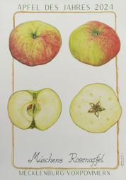 Apfel des Jahres 2024