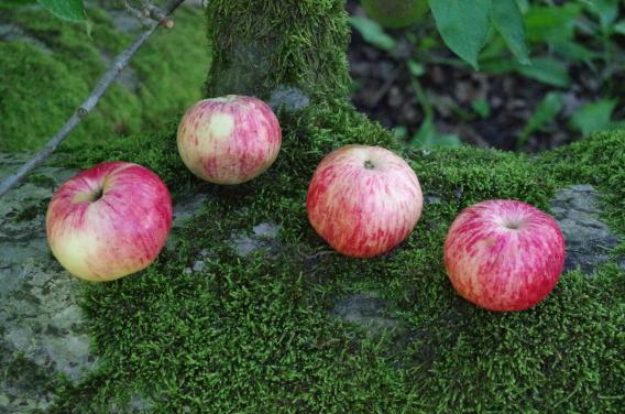 Müschens Rosenapfel, Kaarz