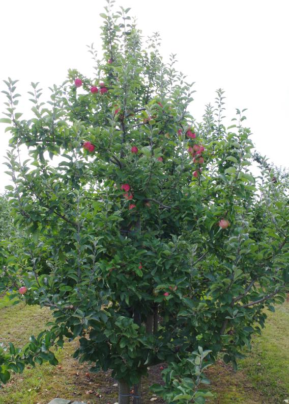 Müschens Rosenapfel, Gülzow-Prüzen