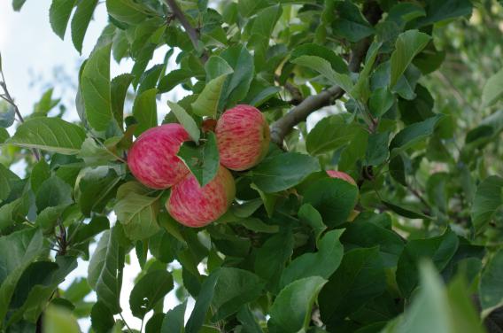 Müschens Rosenapfel , Landesforschungsanstalt