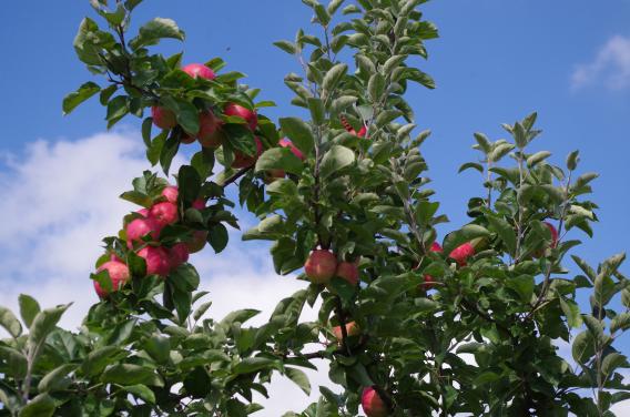 Müschens Rosenapfel