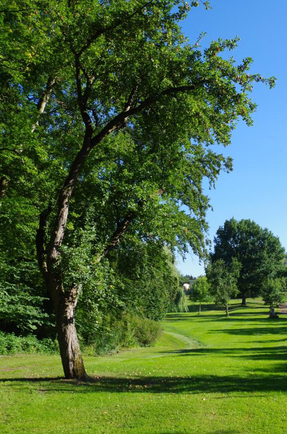 Müschens Rosenapfel, Kaarz